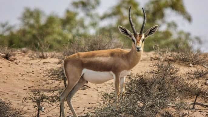 Nationalpark Souss Massa mit Führung