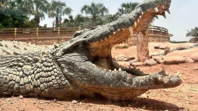 Crocoparc & Ziegen auf Arganbäumen